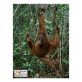 Poster OC Orangutan (Devant)