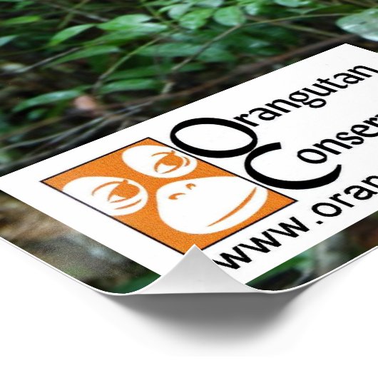 Poster OC Orangutan (Coin)