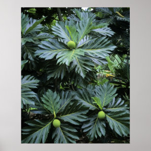 Poster Oceania, South Pacific, French Polynesia,