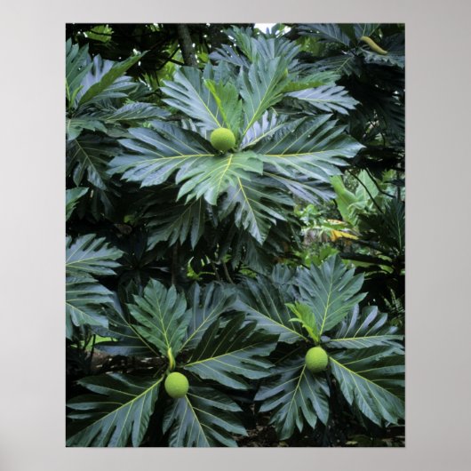 Poster Océanie, Pacifique Sud, Polynésie française, (Devant)