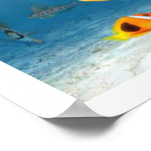 Poster Océans Du Poisson (Coin)