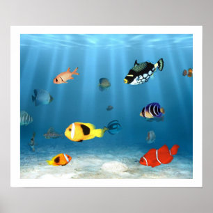 Poster Océans Du Poisson