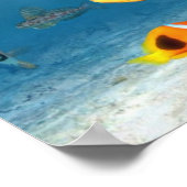 Poster Océans Du Poisson (Coin)