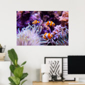 Poster Ocellaris clownfish | Amphiprion ocellaris (Bureau à domicile)
