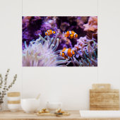 Poster Ocellaris clownfish | Amphiprion ocellaris (Cuisine)