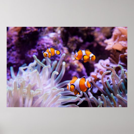 Poster Ocellaris clownfish | Amphiprion ocellaris (Devant)