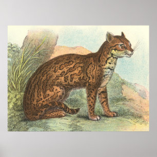 Poster Ocelot