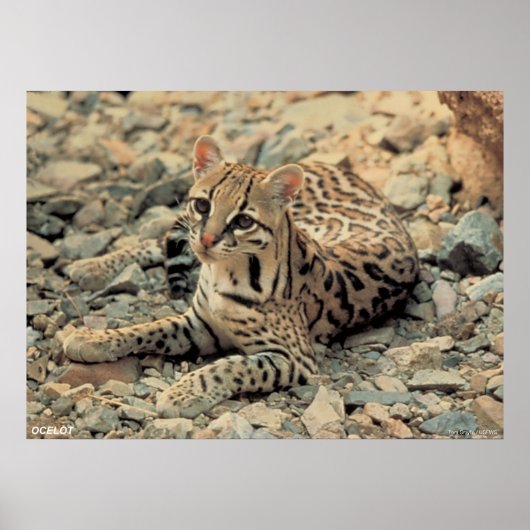 Poster Ocelot (Devant)