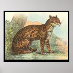 Poster Ocelot