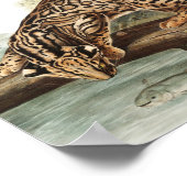 Poster Ocelot, chat léopard (Felis pardalis) Illustration (Coin)