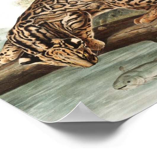 Poster Ocelot, chat léopard (Felis pardalis) Illustration (Coin)