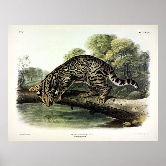Poster Ocelot, léopard-chat (Leopardus pardalis) - Audubo (Devant)
