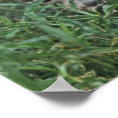 Poster OCELOT Leopardus pardalis) AMÉRIQUE CENTRALE (Coin)