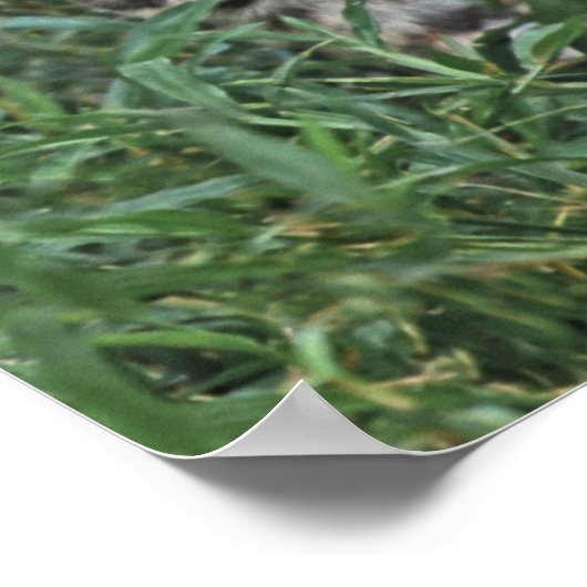 Poster OCELOT Leopardus pardalis) AMÉRIQUE CENTRALE (Coin)