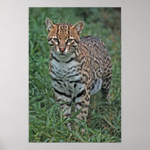 Poster OCELOT Leopardus pardalis) AMÉRIQUE CENTRALE