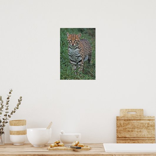 Poster OCELOT Leopardus pardalis) AMÉRIQUE CENTRALE (Cuisine)