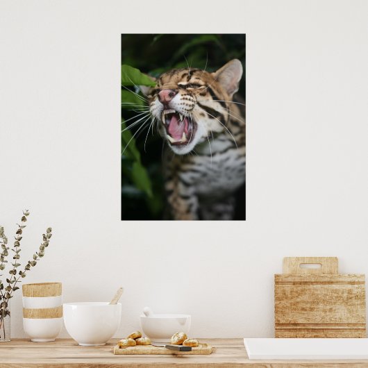 Poster - Ocelot snarl (Cuisine)
