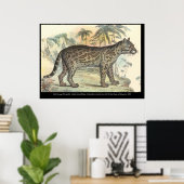 Poster Ocelot (variété) (Bureau à domicile)