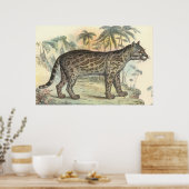 Poster Ocelot (variété) (Cuisine)