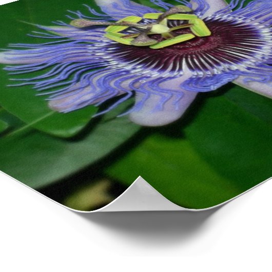 Poster Ocoee flower Passiflora caerulea Fleur de passion (Coin)
