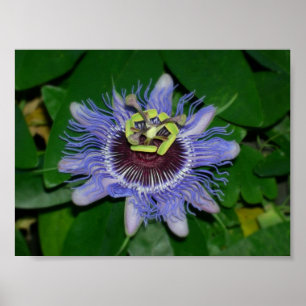 Poster Ocoee flower Passiflora caerulea Fleur de passion