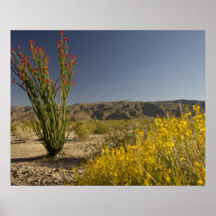 Poster Ocotillo and desert senna