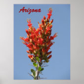 Poster Ocotillo Bloom - Arizona (Devant)