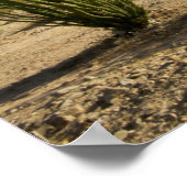 Poster Ocotillo et senne du désert (Coin)