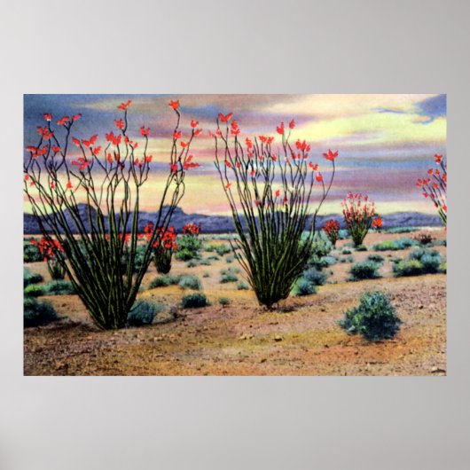 Poster Ocotillos du désert de l'Arizona en fleurs (Devant)