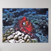 Poster Octopus du jour (Devant)