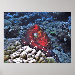 Poster Octopus du jour