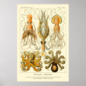 Poster Octopus et calmar (Devant)