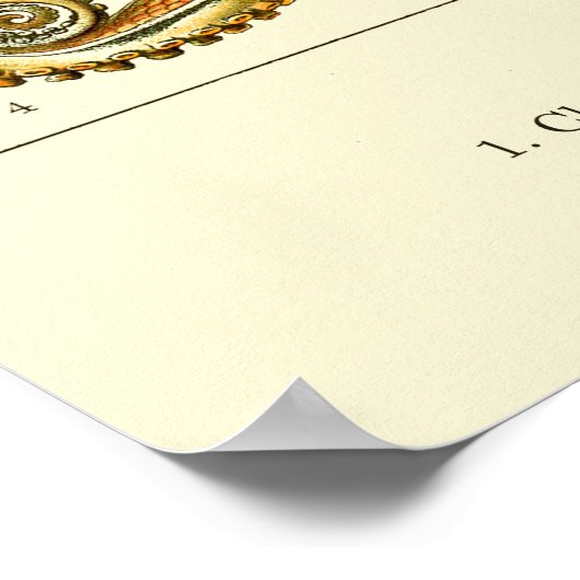 Poster Octopus et calmar (Coin)