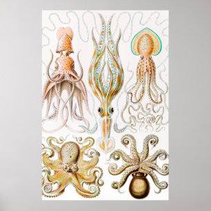 Poster Octopus Squid, Gamochonia by Ernst Haeckel