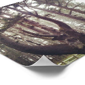 Poster Octopus Tree, Cape Meares, Oregon (Coin)