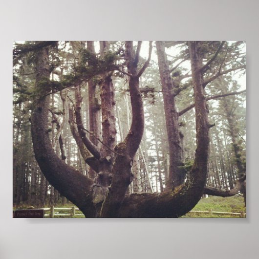 Poster Octopus Tree, Cape Meares, Oregon (Devant)