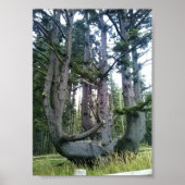 Poster Octopus Tree, Cape Meares, Oregon (Devant)