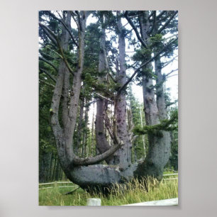 Poster Octopus Tree, Cape Meares, Oregon