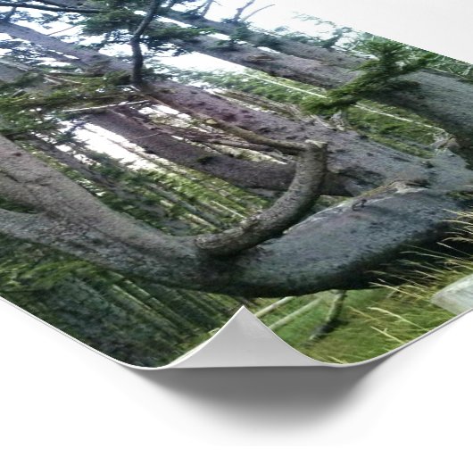 Poster Octopus Tree, Cape Meares, Oregon (Coin)