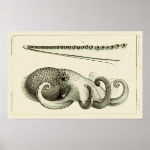 Poster Octopus Vintage Cephalopod Mer Créatures Art Impri