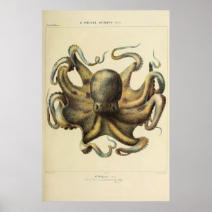 Poster Octopus Vintage Zoological Sketch