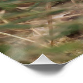 Poster Oedicnemus (Coin)