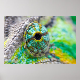 Poster Oeil de caméléon