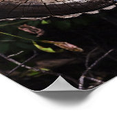 Poster Oeil de champignon (Coin)