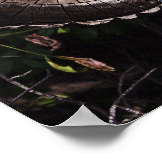 Poster Oeil de champignon (Coin)