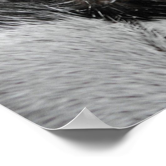 Poster Oeil de chat (Coin)