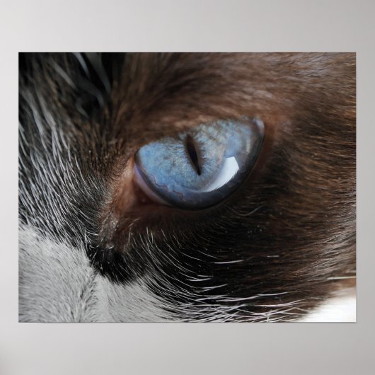 Poster Oeil de chat (Devant)