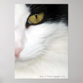 Poster OEil de chats (Devant)