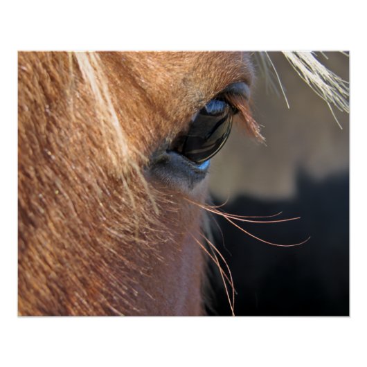 Poster Œil de cheval (Devant)