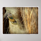 Poster Oeil de cheval noir (Devant)